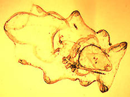 auricularia_Parastichopus