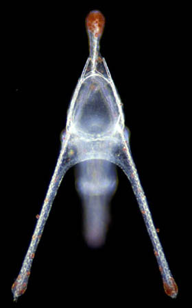 echino-E_um_cordatum