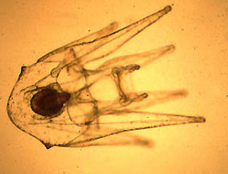 s_tachiensis