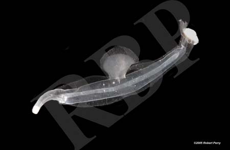 cephal001